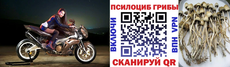 Купить  Краснознаменск  Псилоцибиновые грибы Cubensis 